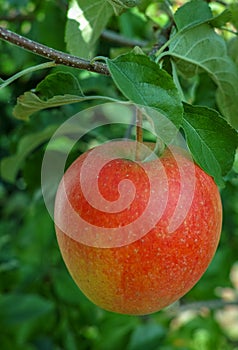 One big red ripe apple on the apple tree, fresh harvest of red a