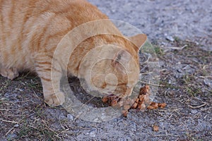 one big red stray cat eats brown food on the gray ground