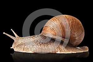 One big snail