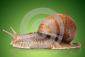 One big snail