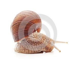 One big snail