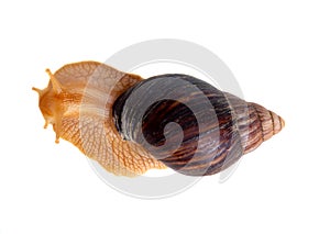 One big snail isolated on white background