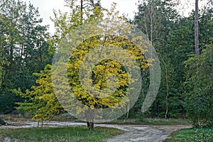 Big tree with yellow leaves by the road at the edge of the forest