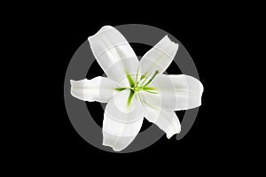 One big white lily flower with green stamens on black background isolated close up top view single beautiful blooming lilly flower