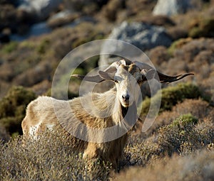 One big wild goat in the mountains on early morning sunrise, popular animal in Greece islands, big goat with huge horns, wild goat