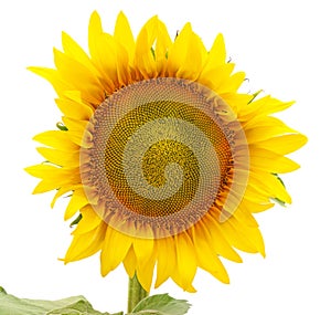 One big yellow sunflower