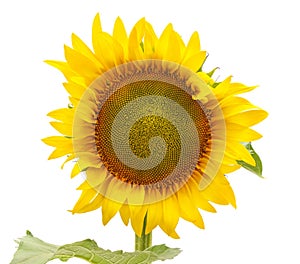 One big yellow sunflower