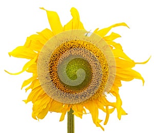 One big yellow sunflower