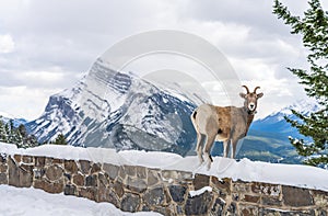 One Bighorn Sheep ewe with radio tracking collar. Banff National Park