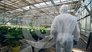 One biologist walks near pots with plant in greenhouse.