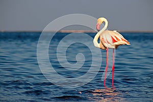 One bird of pink african flamingo walking around the lagoon