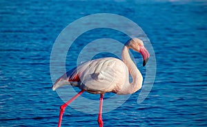 One bird of pink african flamingo  walking around the lagoon and looking for food