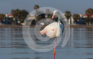 One bird of pink african flamingo walking around the lagoon and looking for food