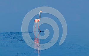 One bird of pink african flamingos  walking around the lagoon and looking for food