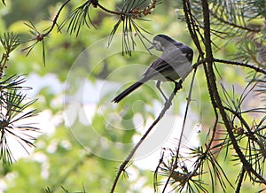 One bird in tree sid and see