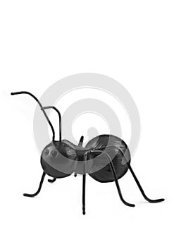 One Black Ant on White Background