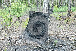 One black big charred tree stump