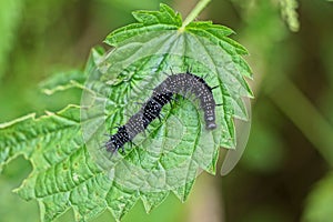 One black caterpillar sits on a green leaf