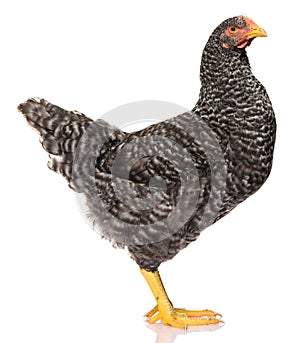 One black chicken isolated on white background, studio shoot