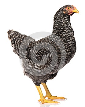 One black chicken isolated on white background, studio shoot