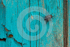 One black common house fly sitting on a weathered wooden background with chipped paint and beautiful texture