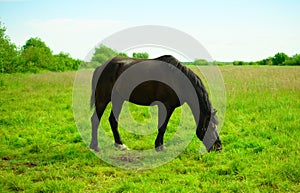 One black gelding is standing on the pasture and eating the grass