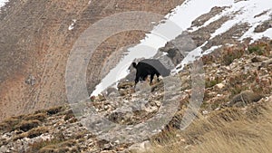 One Black Goat Grazing on Mountain Slope in Winter