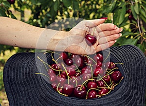 One black hat full of red ripe cherries and female hand with red manicure holding cherry with shape of a heart in her palm