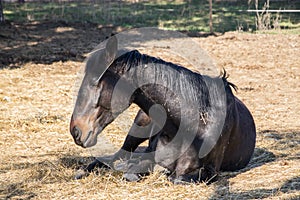 One black horse is resting lying on the spring sunshine