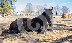 One black horse is resting lying on the spring sunshine