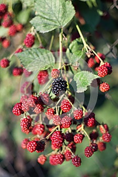 One black and a lot red blackberry