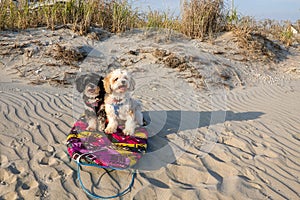 One black and one beige Havanese puppy dogs sitting together on a buggie surfboard on a sand dune near the tall grass and the