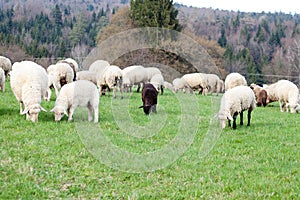 One black sheep in middle of white sheeps. flock of Sheep outside on meadow eat grass.