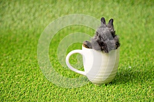 One black small adorable bunny sitting inside white cup on green grass background