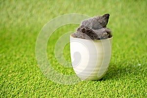 One black small adorable bunny sleeping inside white cup on green grass background