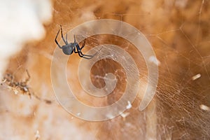 One black spider crawls on its web