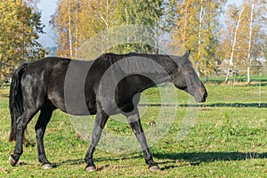 One black stallion walking on green grass. Side view