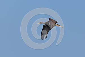 One black stork ciconia nigra in flight in blue sky