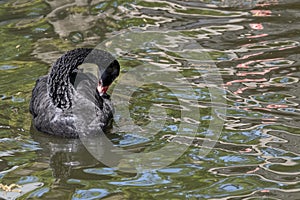 One black swan with red beak, swim in a pond. The swan itches with its beak in its feathers. Reflections in the water