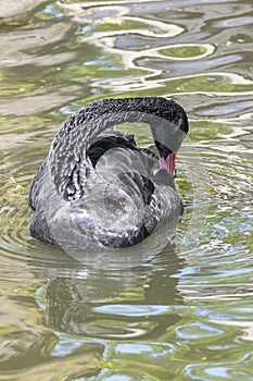 One black swan with red beak, swim in a pond. The swan itches with its beak in its feathers. Reflections in the water