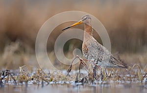 One Black-tailed godwit stands in boggy verdurous waterpond
