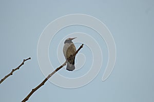 One black and White color birds are sitting on a leafless branch against the evening Cloudy skies in nature.