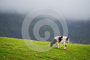 One black and white color cow on green sloped field in fore ground. Mountain covered with low cloud in background. Nobody. Simple