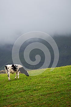 One black and white color cow on green sloped field in fore ground. Mountain covered with low cloud in background. Nobody. Simple