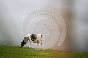 One black and white color cow on green sloped field grey clouds in the background. Copy space. Agriculture industry concept