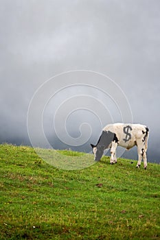 One black and white color cow on green sloped field grey clouds in the background. Copy space. Agriculture industry concept