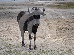 One  black wildebeest, Connochaetes gnou, stands and watches closely