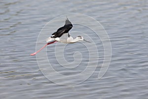 One Black-winged stilt flying away over water to safety