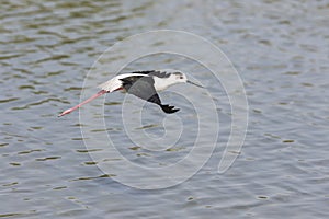 One Black-winged stilt flying away over water to safety