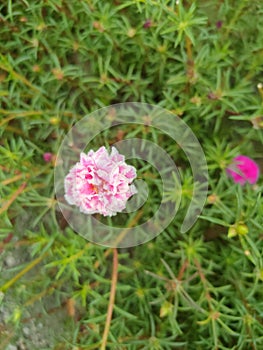 One blloming pink beautiful purslane flower